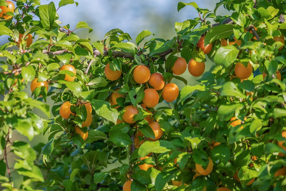 Discover the Apricot Oil Skin Benefits: A Natural Glow Booster