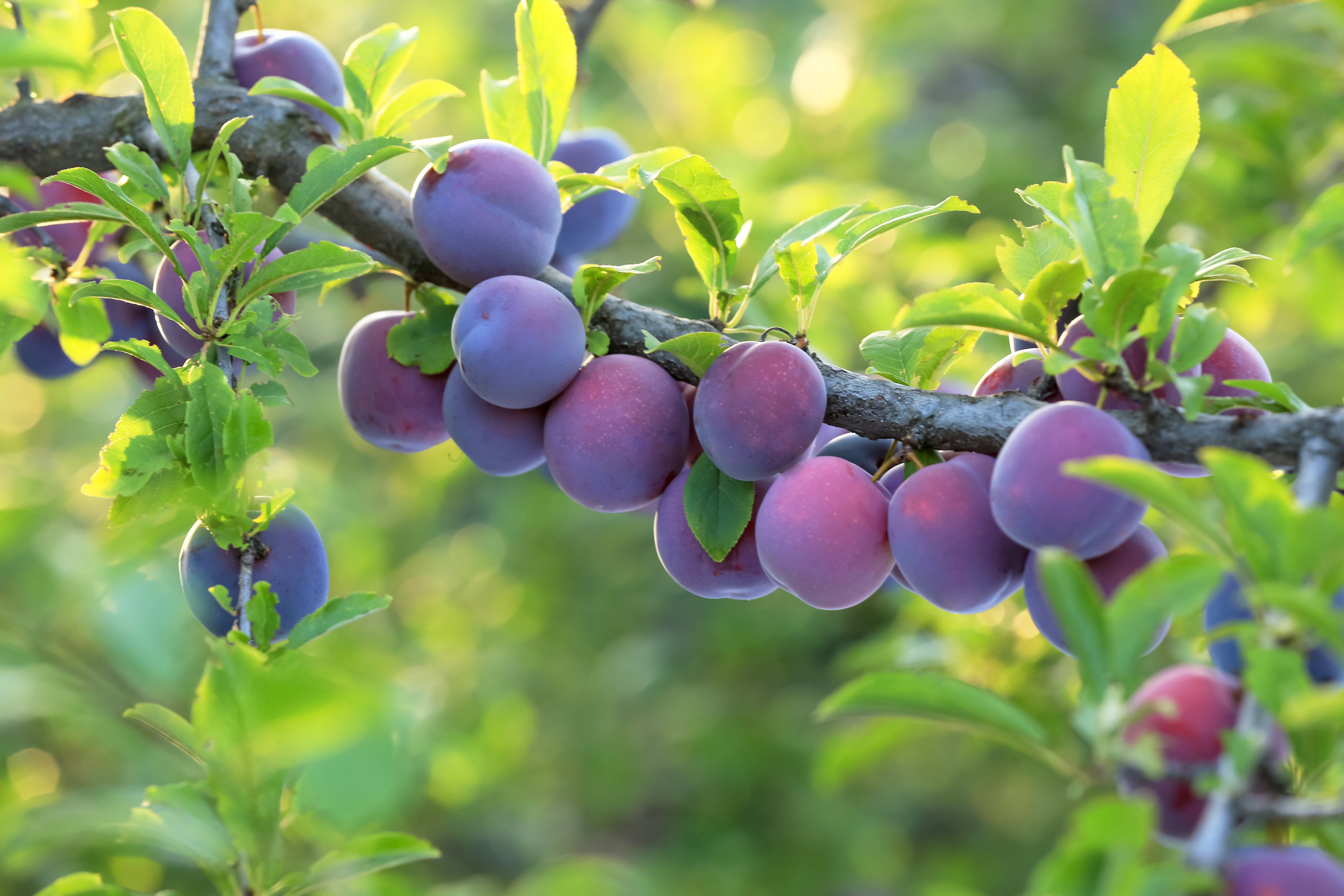Natural PLUM Kernel Oil