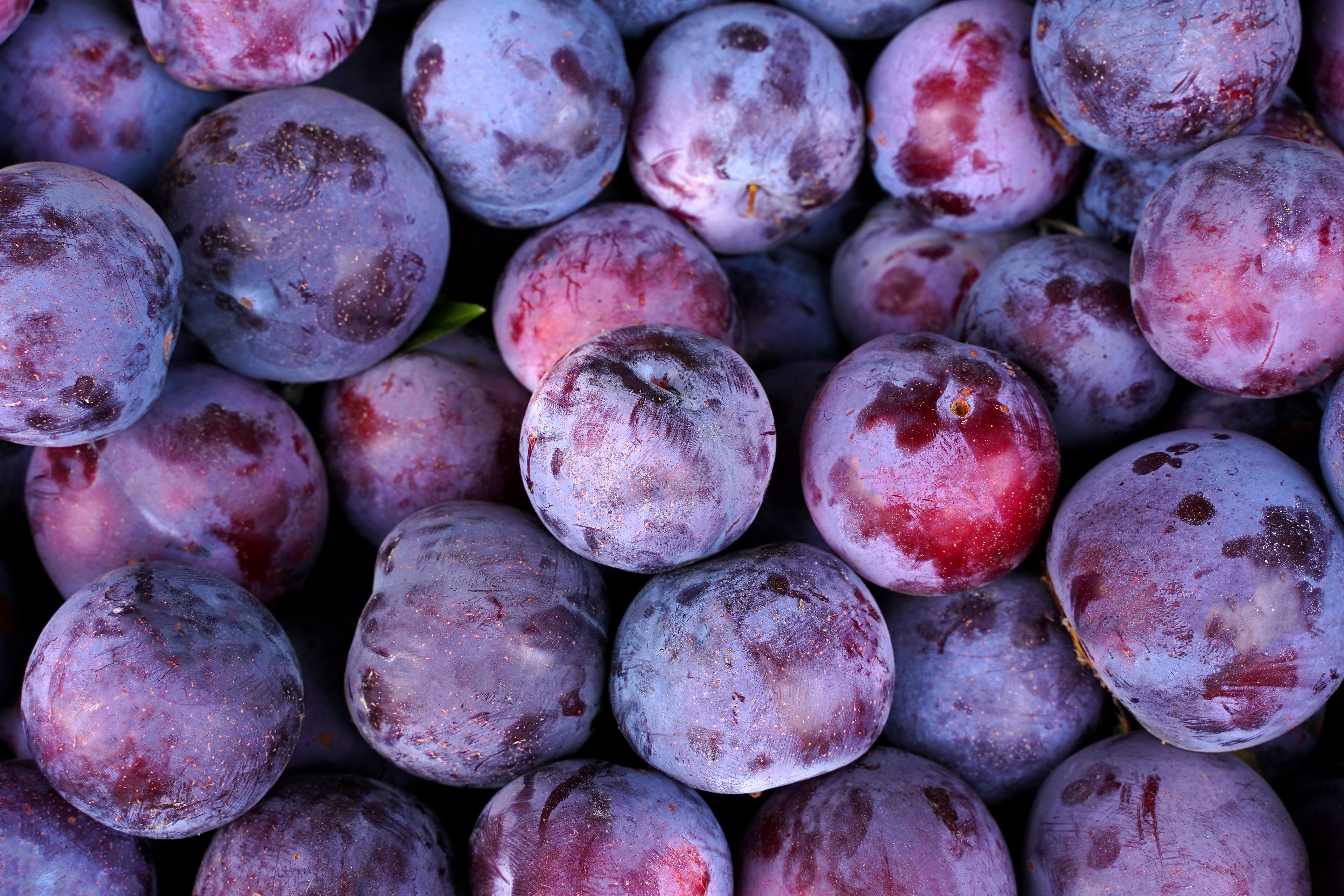 Natural PLUM Kernel Oil